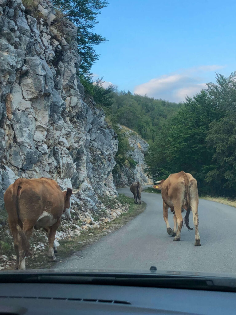 des vaches sur la route du durmitor