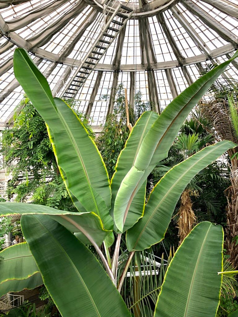 la serre botanique et son grand palmier  à copenhague