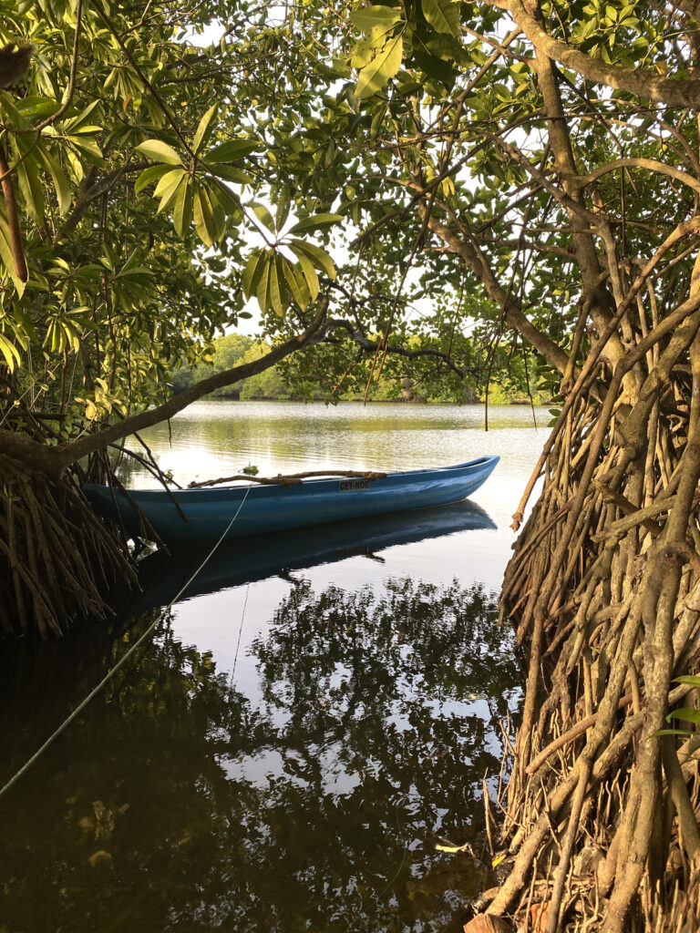 tangalle kayak mangrove