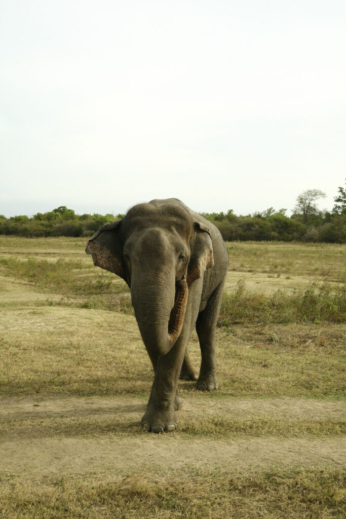 tangalle udawalawe elephant proche
