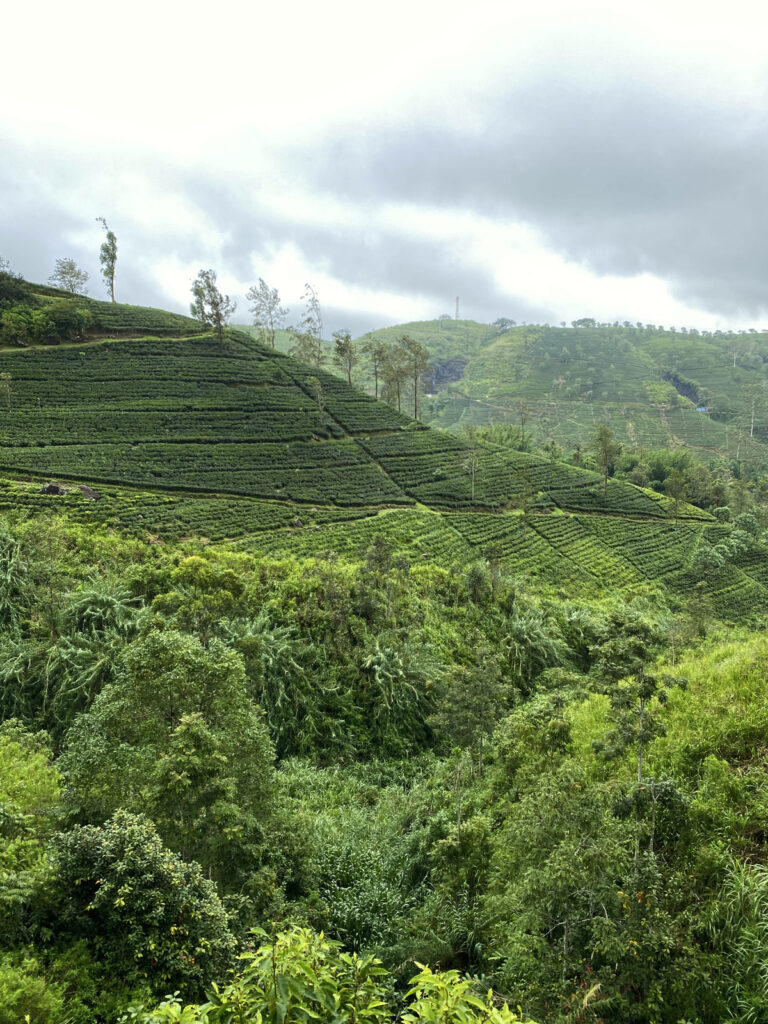plantation de thé vues depuis le train