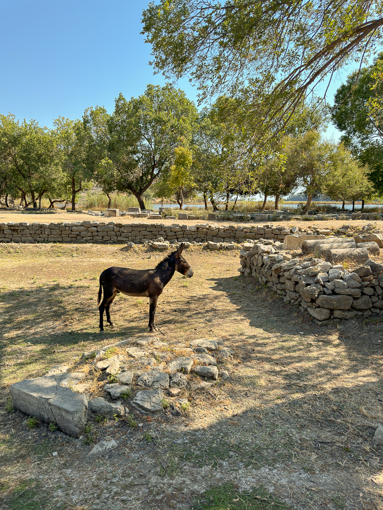 Caunos âne Dalyan Turquie