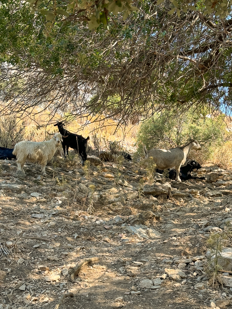 Caunos chèvres Dalyan Turquie