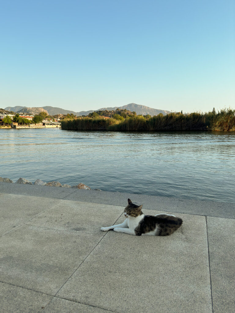 Chat Dalyan Turquie