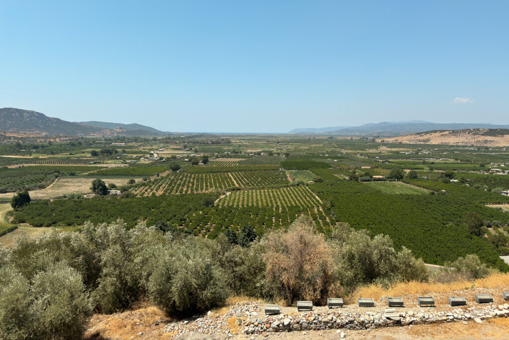 vue vignes d'Ayasoluk Selçuk